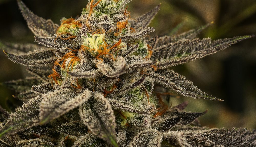 Curated Weed Collections Showcasing Powerful Strains With Distinctive Aromatic Character