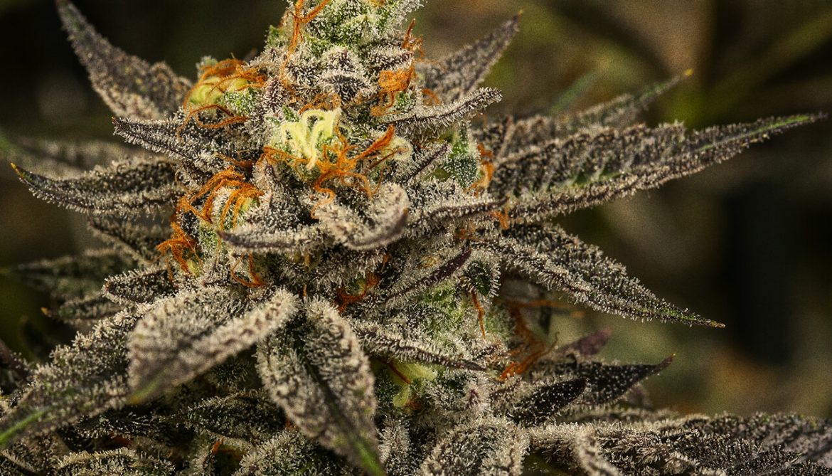 Curated Weed Collections Showcasing Powerful Strains With Distinctive Aromatic Character