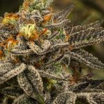 Curated Weed Collections Showcasing Powerful Strains With Distinctive Aromatic Character