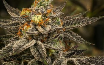 Curated Weed Collections Showcasing Powerful Strains With Distinctive Aromatic Character