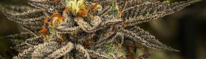 Curated Weed Collections Showcasing Powerful Strains With Distinctive Aromatic Character
