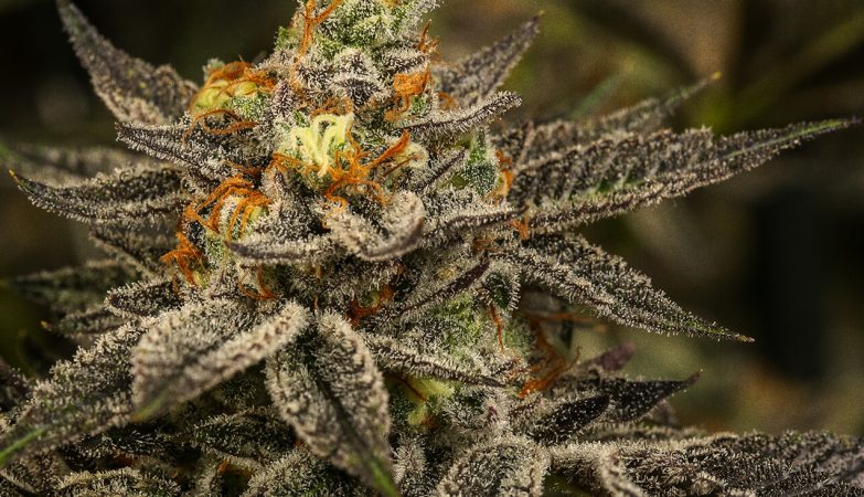 Curated Weed Collections Showcasing Powerful Strains With Distinctive Aromatic Character