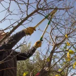 Dubbo Tree Service: The Solution To A Dying Ecosystem.