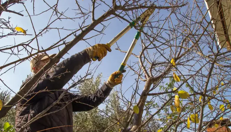 Dubbo Tree Service: The Solution To A Dying Ecosystem.