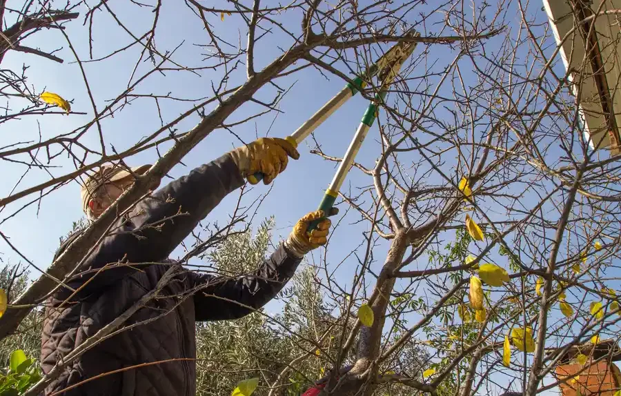 Dubbo Tree Service: The Solution To A Dying Ecosystem.