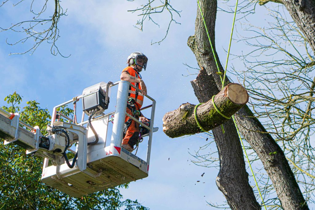 Local tree surgeons
