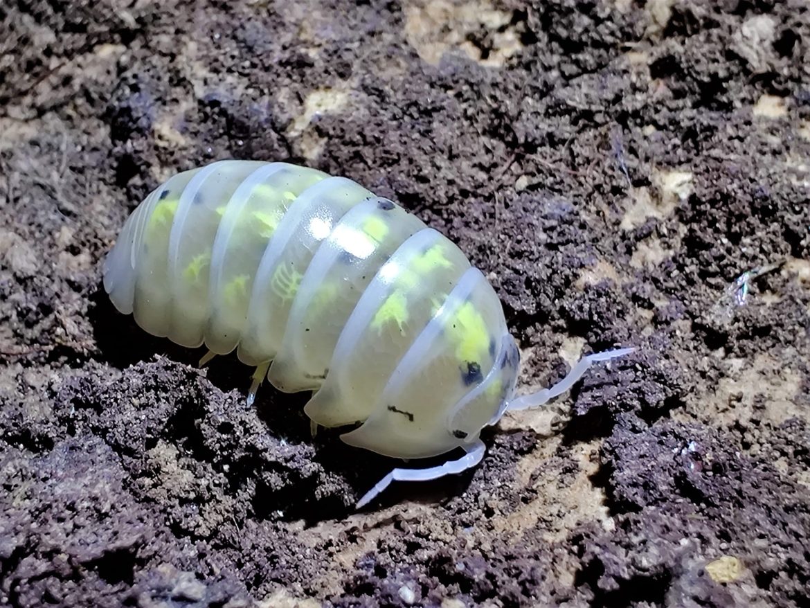 Maximize Vivarium Health When You Buy Isopods For Biodiversity