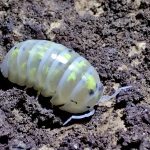 Maximize Vivarium Health When You Buy Isopods For Biodiversity