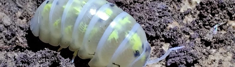 Maximize Vivarium Health When You Buy Isopods For Biodiversity