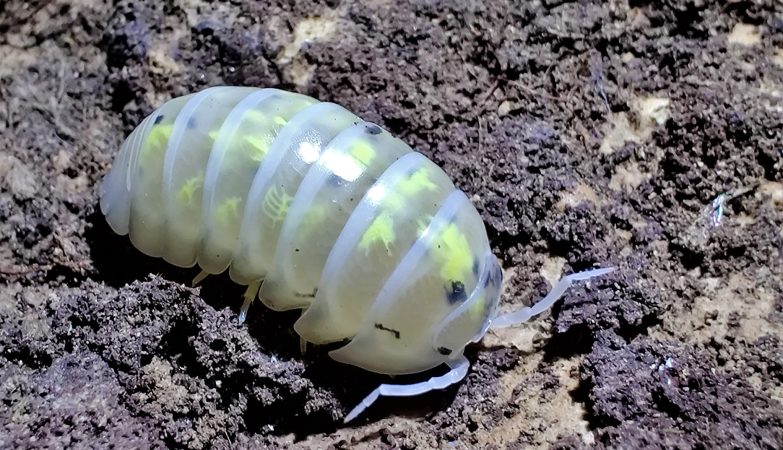 Maximize Vivarium Health When You Buy Isopods For Biodiversity