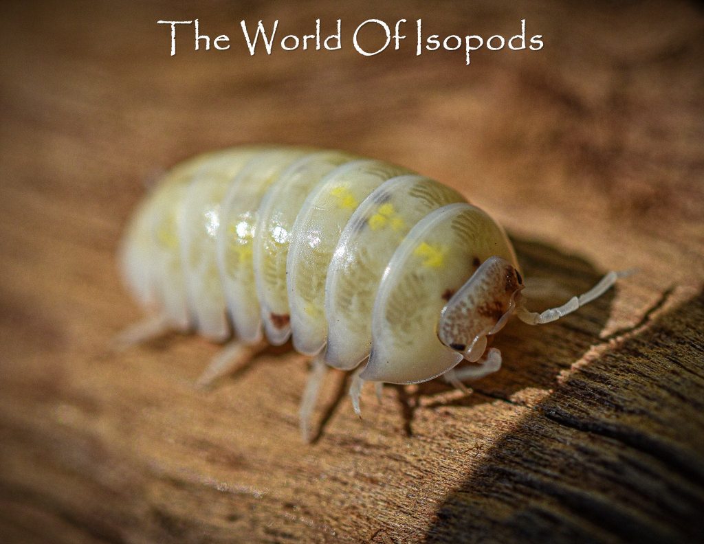 buy isopods uk