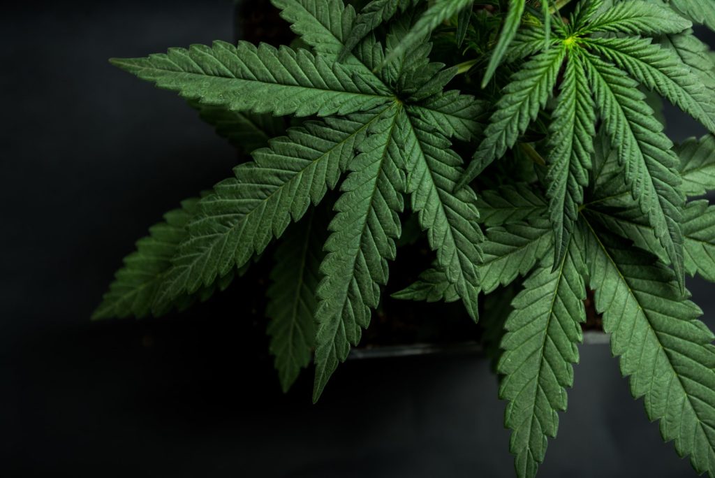 best kratom brands