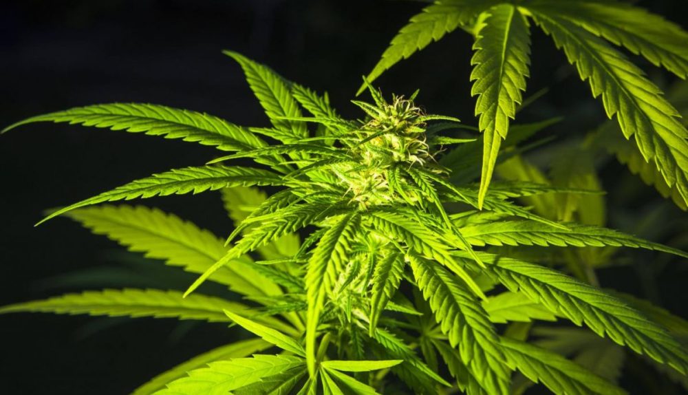 Why THCA Flower And THC Flower Look Similar But Test Differently