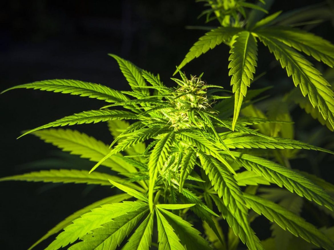 Why THCA Flower And THC Flower Look Similar But Test Differently
