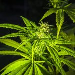 Why THCA Flower And THC Flower Look Similar But Test Differently