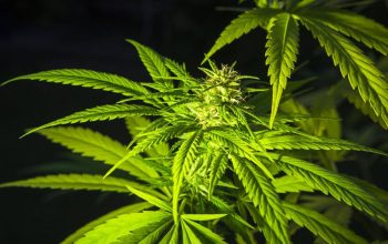 Why THCA Flower And THC Flower Look Similar But Test Differently