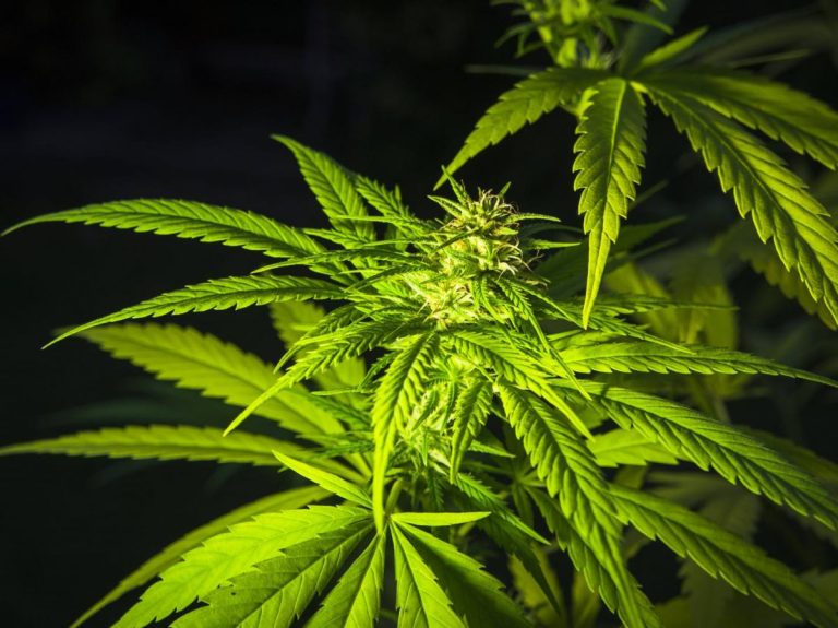 Why THCA Flower And THC Flower Look Similar But Test Differently