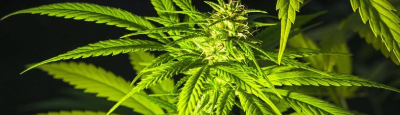 Why THCA Flower And THC Flower Look Similar But Test Differently