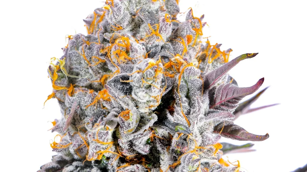 thca flower vs thc flower 2026
